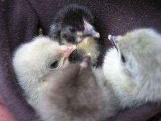 Chicks1234014Small.jpg