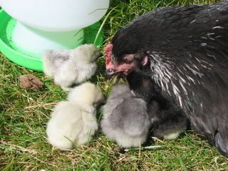 Chicks1dayoldfirstventureoutside039.jpg