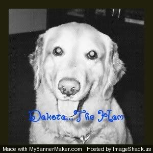 when do golden retrievers go in heat when does a go into 1st heat golden retrievers golden retriever forums when do golden retrievers go in heat when does a go into 1st heat golden retrievers golden retriever forums