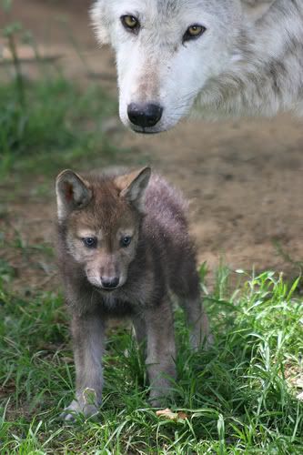 pet wolf panorama