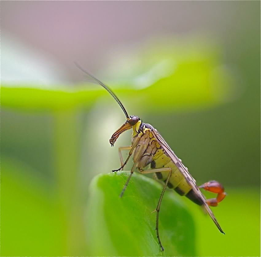 Fotografie