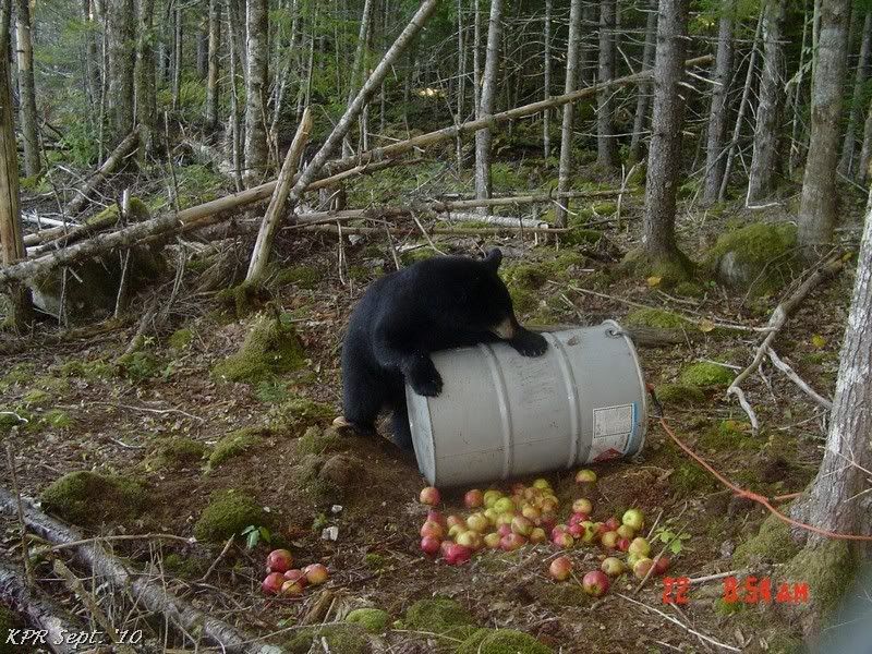 Bear Bait Question ? Bear Hunting Nova Scotia Hunting