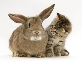 rabbit and kitten are friend forever