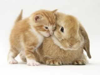 kitten and rabbit