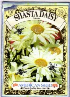 SHASTA DAISY SEED PACKET Pictures, Images and Photos