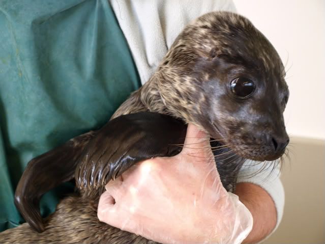 Rescued Seal Pic