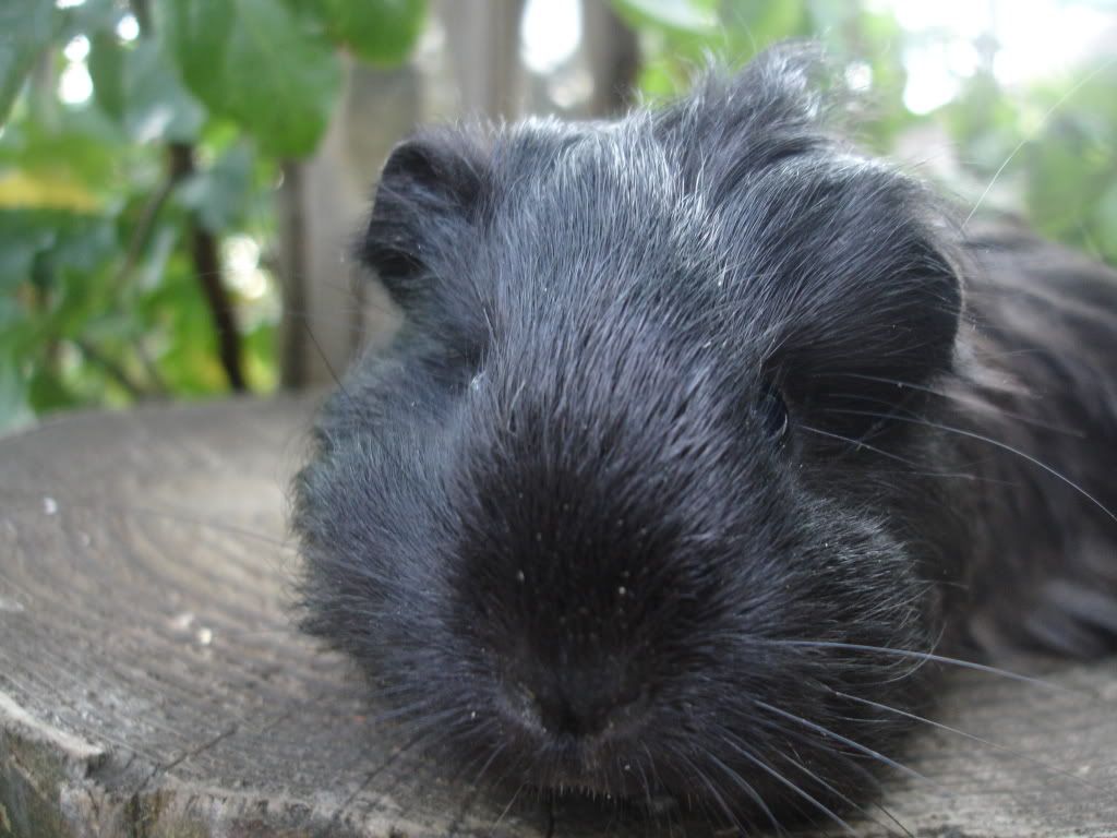 Black Sheltie