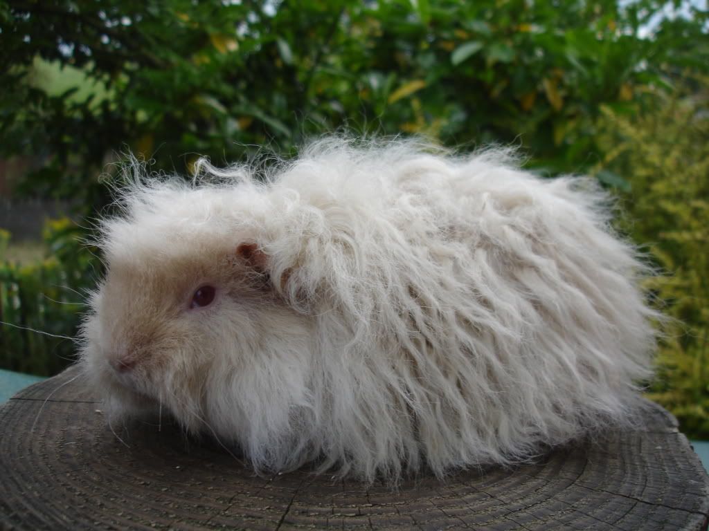 Gold and Beige argente satin Alpaca sow.