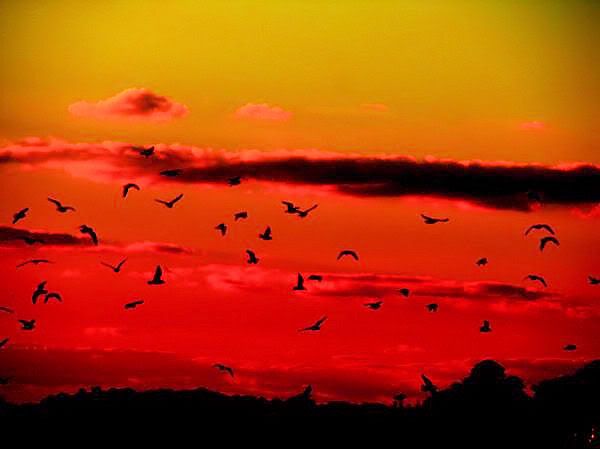 IMAGE: http://i299.photobucket.com/albums/mm297/dutadusupermom30/sunset2-1.jpg