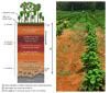 Latosol Soil Profile