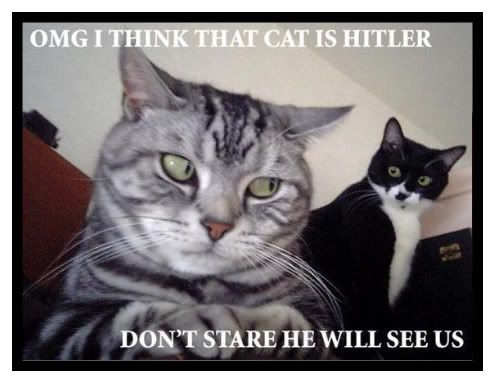 Funnycats-1.jpg