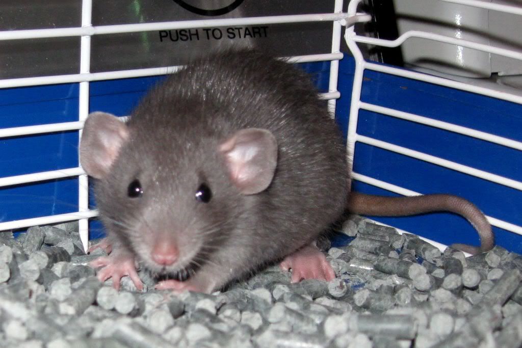 Dumbo rats? Found Breeder, pics added which to choose? BackYard Chickens