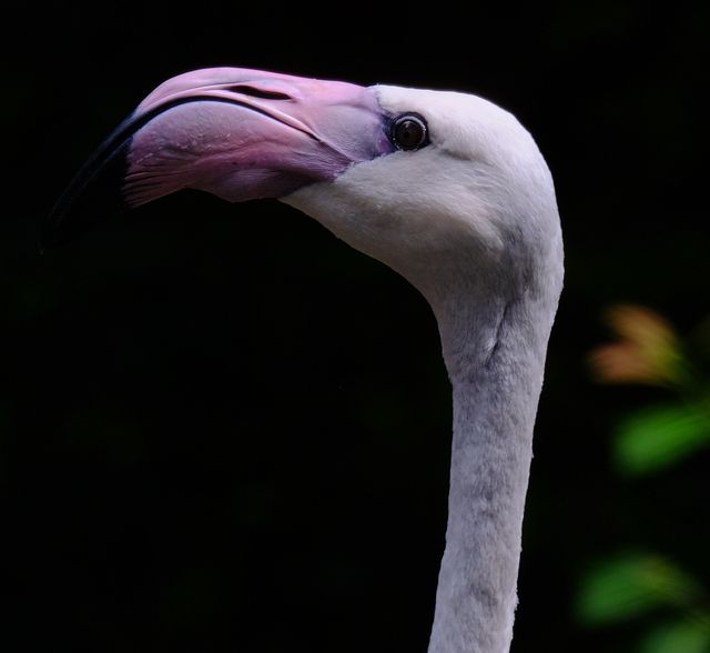 Flamingo%20AP_zpsx7dcgs1o.jpg