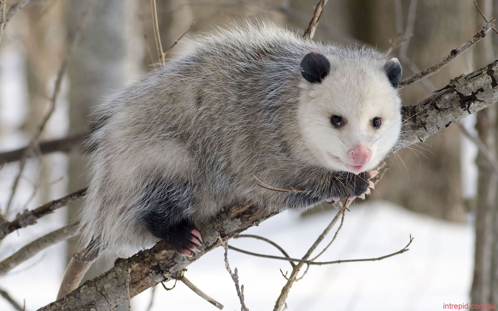 Photo Opossum- Didelphis .jpg