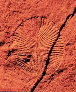 Ediacaran3.jpg