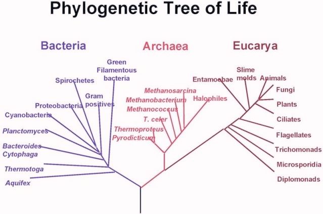 PhylogeneticTreeOfLife-1.jpg