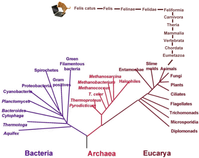 PhylogeneticTreeOfLife.gif