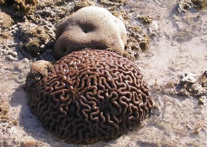 braincoral.jpg