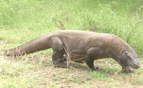 komodo.gif