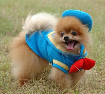 pomeranian2.jpg