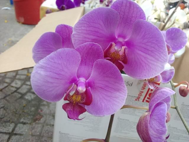 topic về những hình ảnh chụp bằng điện thoại di động