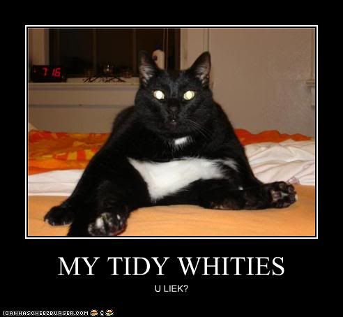 funny-pictures-cat-has-underwear.jpg