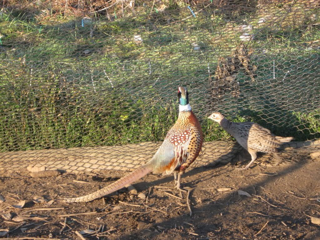 Green Ringneck Pheasant