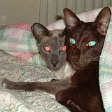 th_eyes_dorothy-hopkins.jpg
