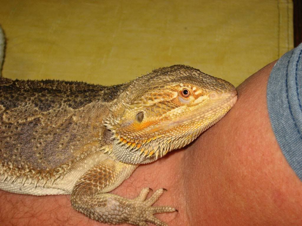 The Biggest Bearded Dragon I Ever Seen • Bearded Dragon Org