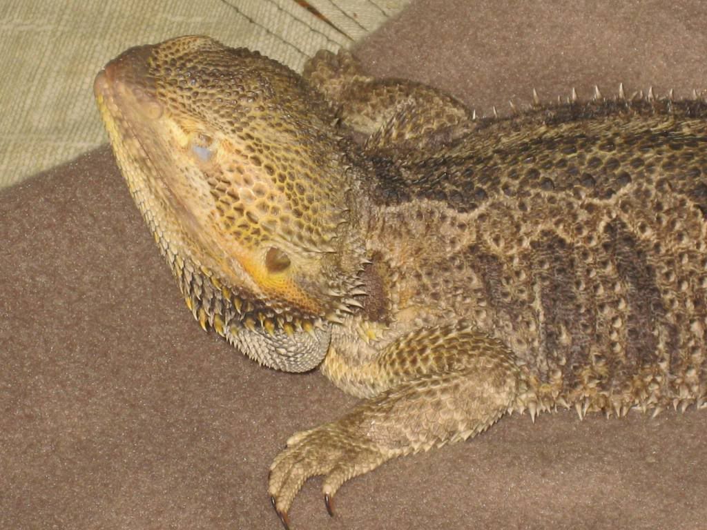 The biggest Bearded Dragon I ever seen • Bearded Dragon . org