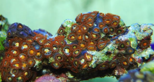 coral7-31-08035-1.jpg