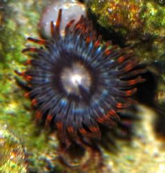 coral7-31-08045-1.jpg