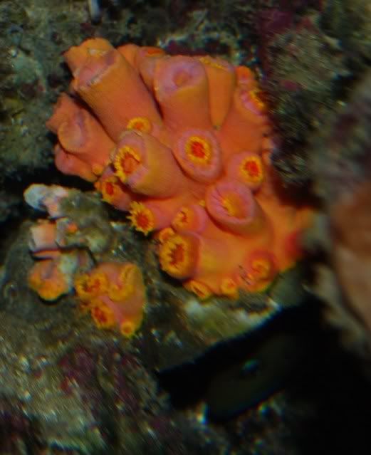 flashdendro007.jpg