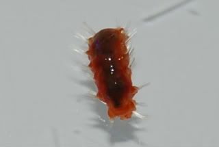 flatworms015f.jpg