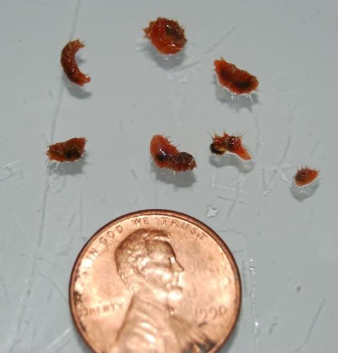 flatworms021f.jpg