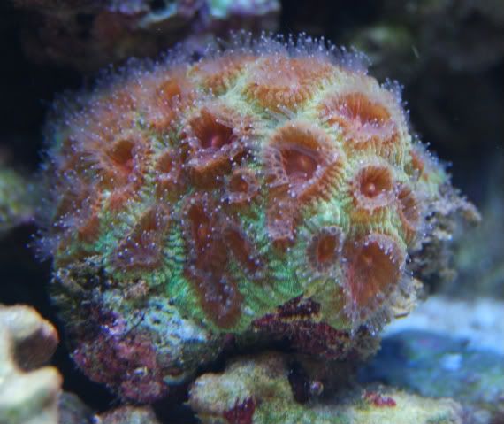 idfrags002-1.jpg