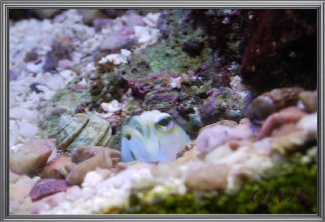 jawfish006.jpg