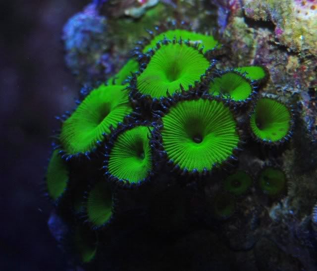 zooshornets010.jpg