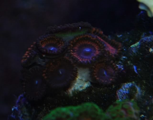 zooshornets013.jpg