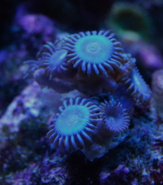 zooshornets015.jpg