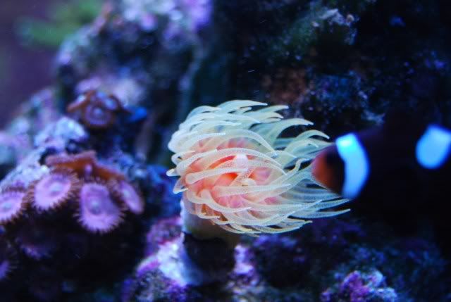 zooshornets017.jpg