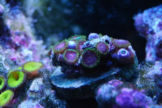 zooshornets019.jpg