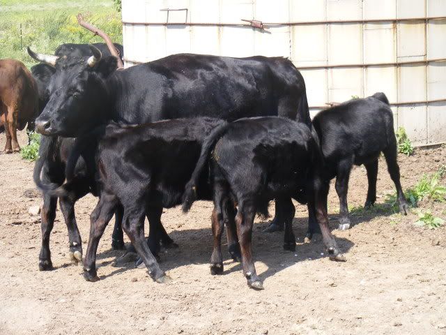 Mini Dairy Cows - Cattle