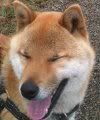 happydog2.jpg