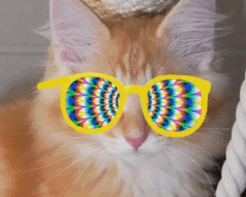 orangecat.gif
