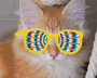 orangecat2.gif