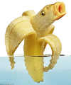 bananafish.png