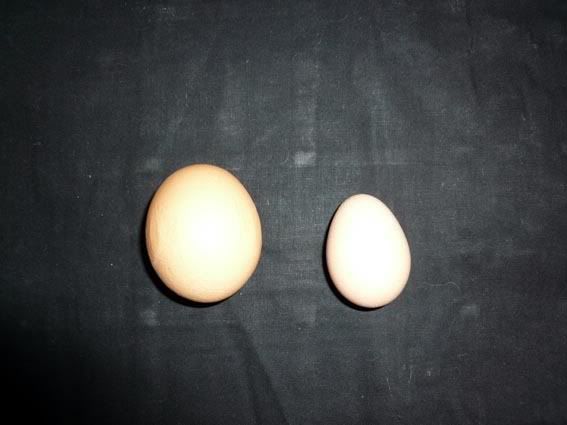 firstegg-1.jpg
