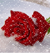 snow rose Pictures, Images and Photos