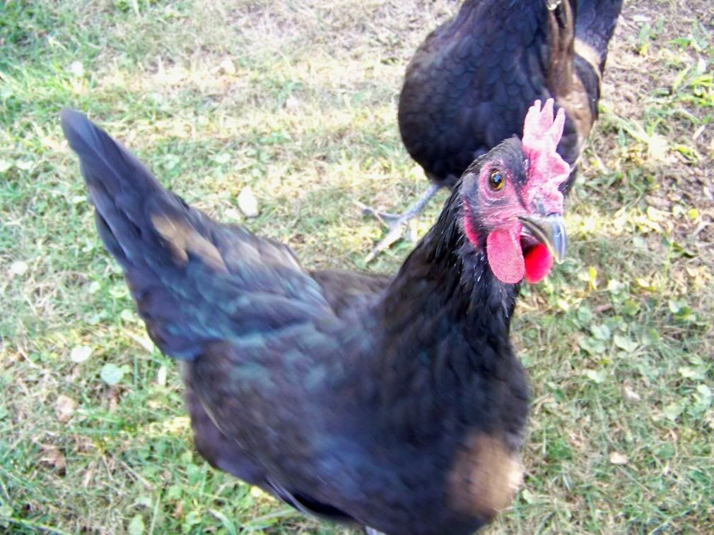 Black Orpington Chickens